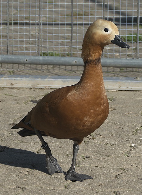 低位